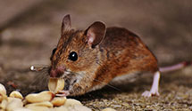 24 Hour & Emergency Exterminators in Rockland, WI